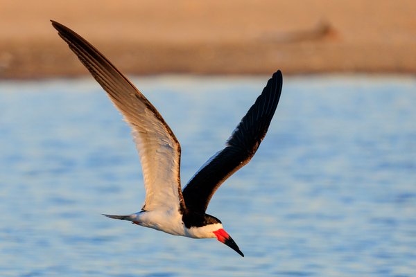 Black Skimmer