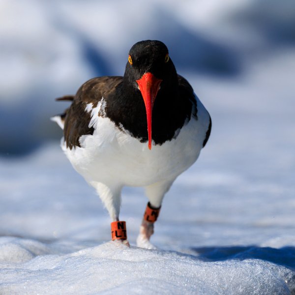 American Oystercatcher