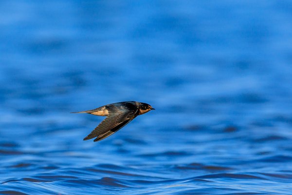 Barn Swallow