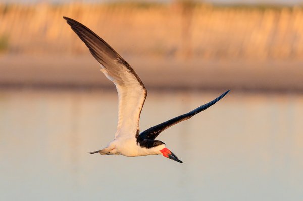 Black Skimmer