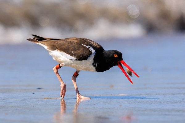 American Oystercatcher
