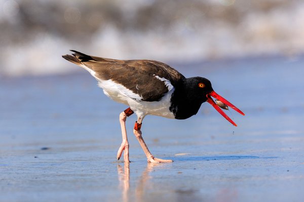 American Oystercatcher