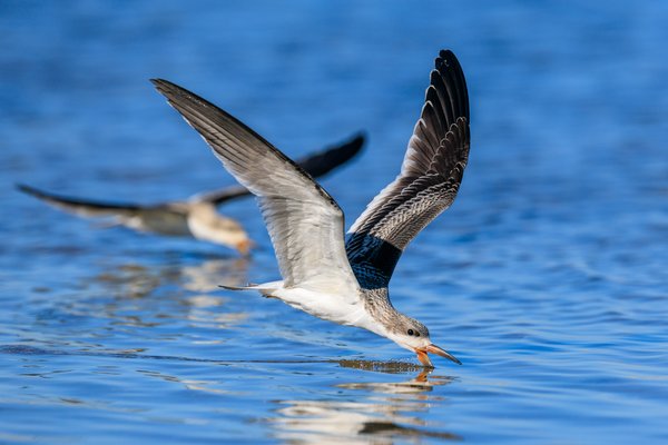 Black Skimmer
