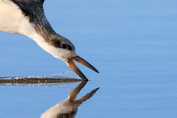 Black Skimmer