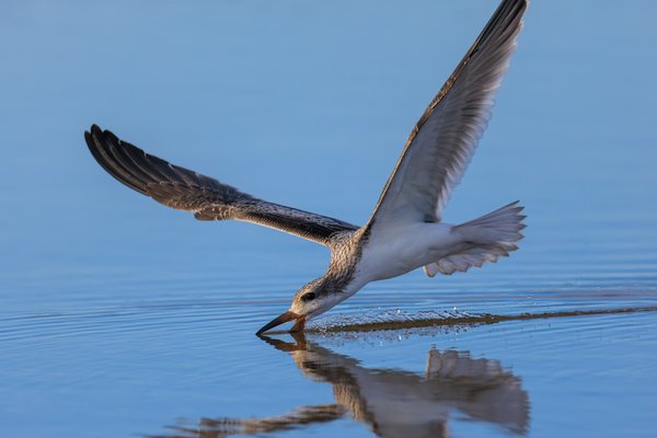Black Skimmer