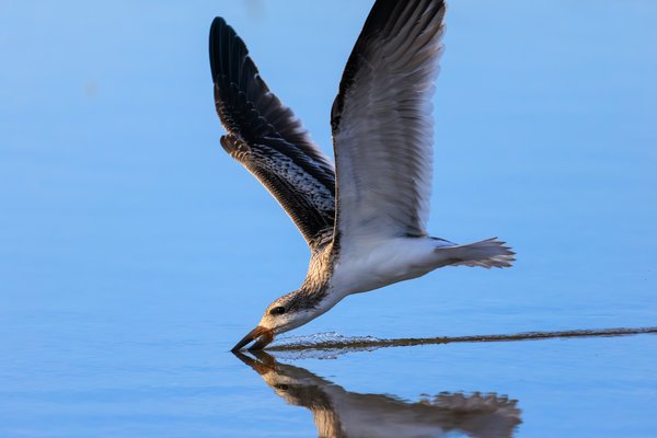 Black Skimmer