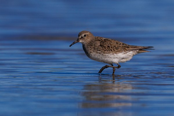 White-rumped Sandpiper