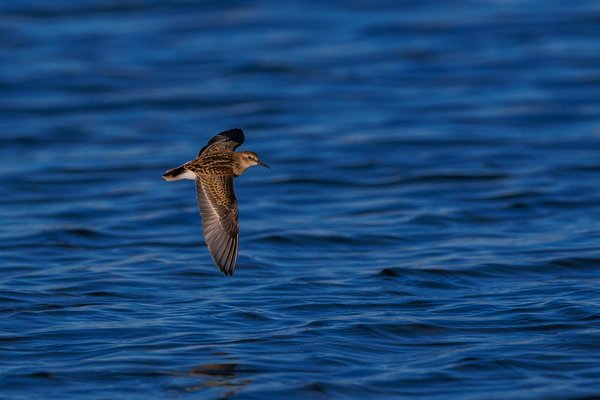 Semipalmated Sandpiper