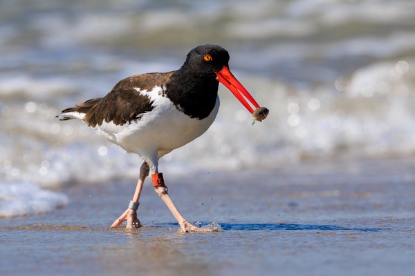 American Oystercatcher