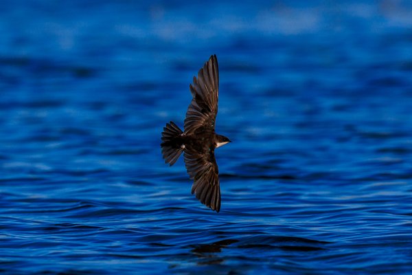 Tree Swallow