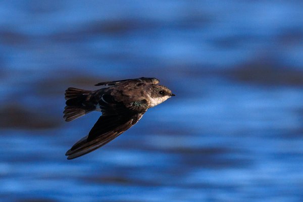 Tree Swallow