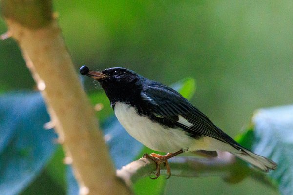 Black-throated Blue Warbler