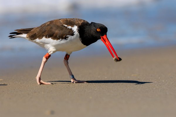 American Oystercatcher