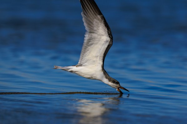 Black Skimmer