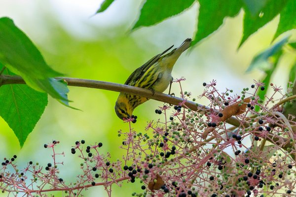 Cape May Warbler