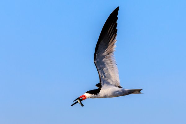 Black Skimmer