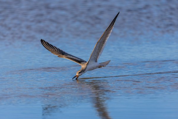 Black Skimmer