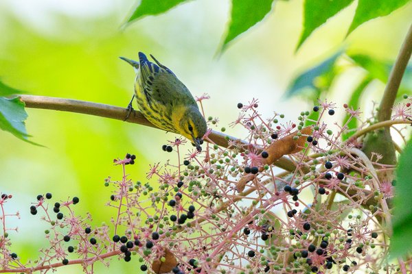 Cape May Warbler