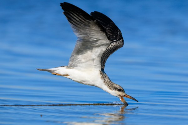 Black Skimmer