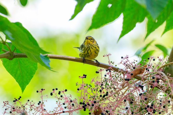 Cape May Warbler