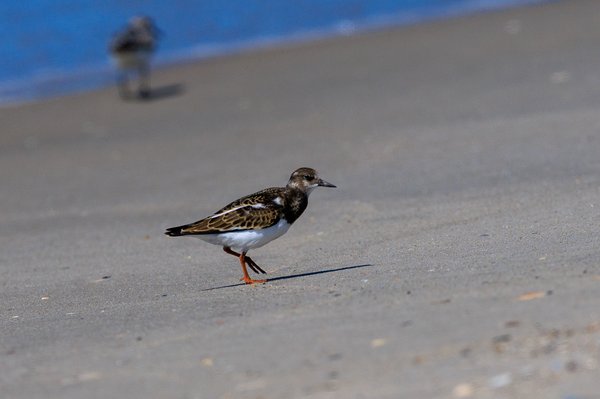 Ruddy Turnstone