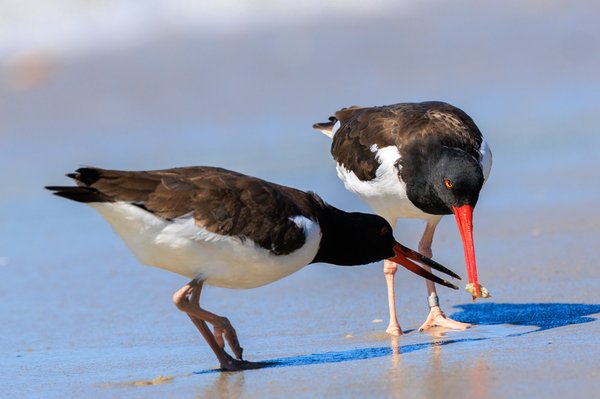 American Oystercatcher