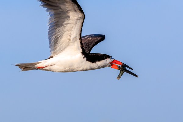 Black Skimmer
