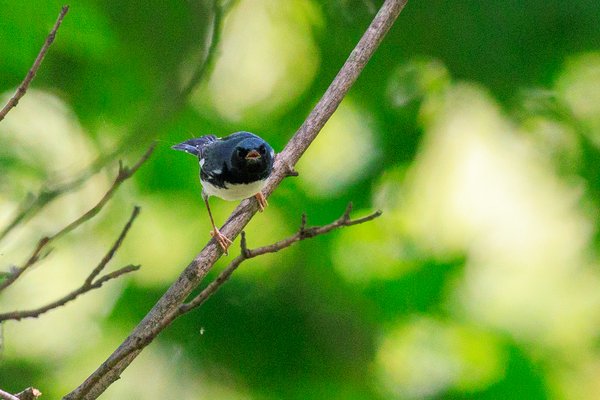 Black-throated Blue Warbler