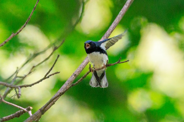 Black-throated Blue Warbler