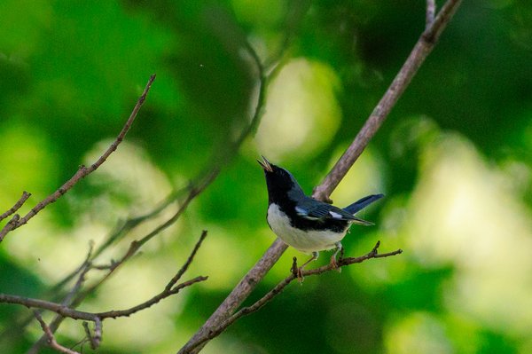 Black-throated Blue Warbler