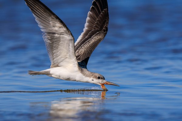Black Skimmer