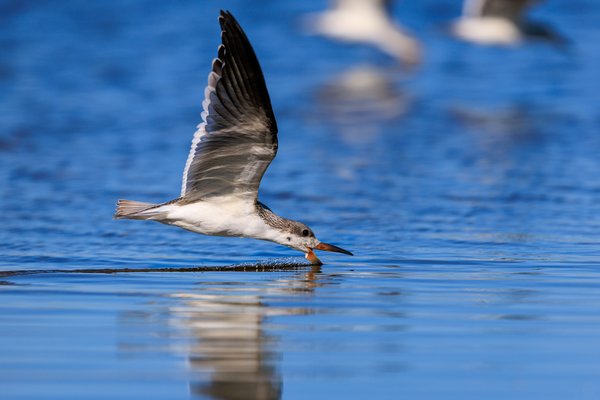 Black Skimmer