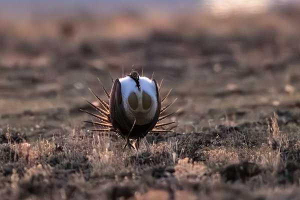 Greater Sage-Grouse