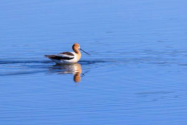 American Avocet