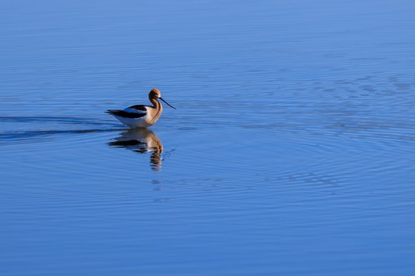 American Avocet