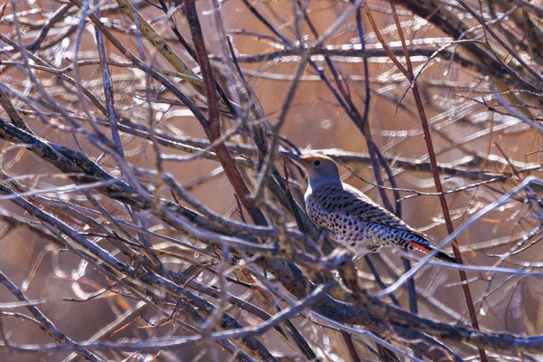 Northern Flicker