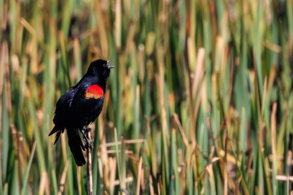 Red-winged Blackbird