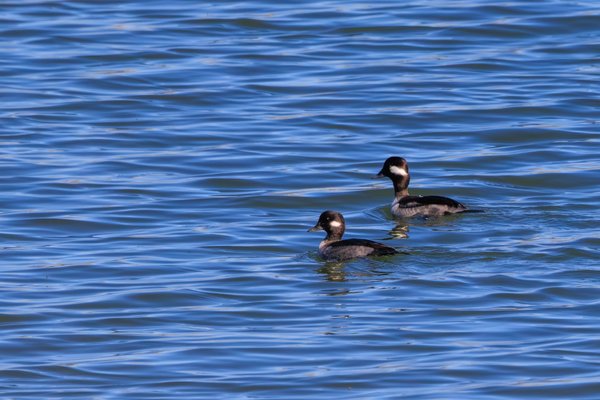 Bufflehead