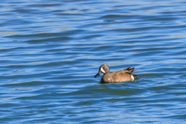 Blue-winged Teal