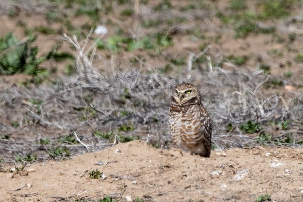Burrowing Owl