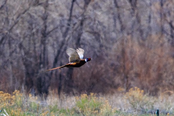 Ring-necked Pheasant