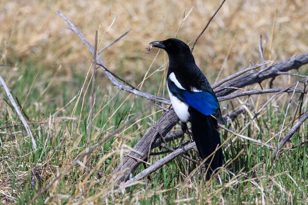 Black-billed Magpie