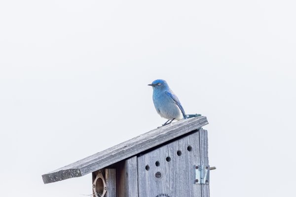 Mountain Bluebird