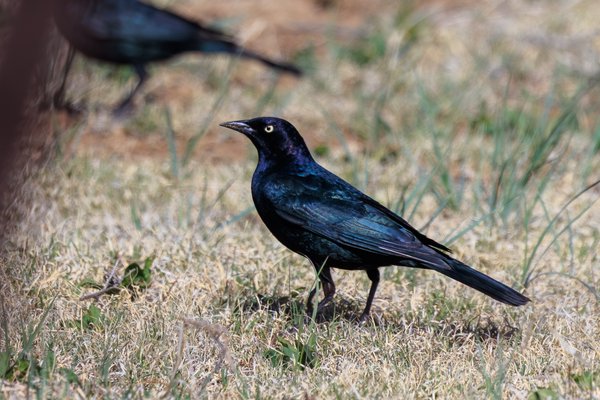 Brewer's Blackbird