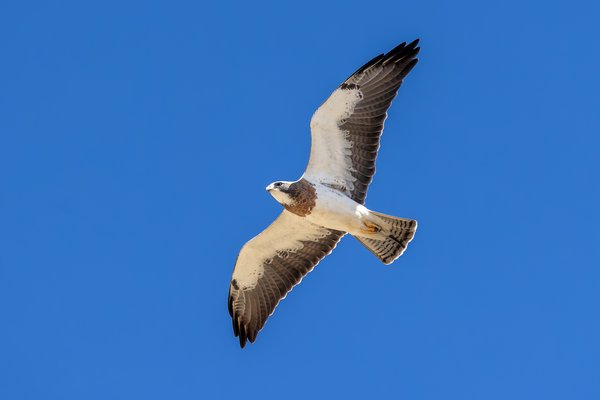 Swainson's Hawk
