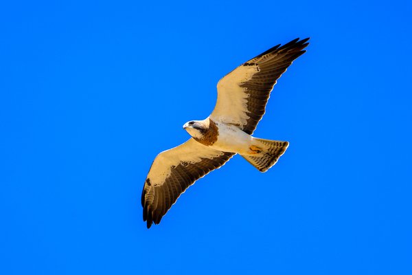 Swainson's Hawk