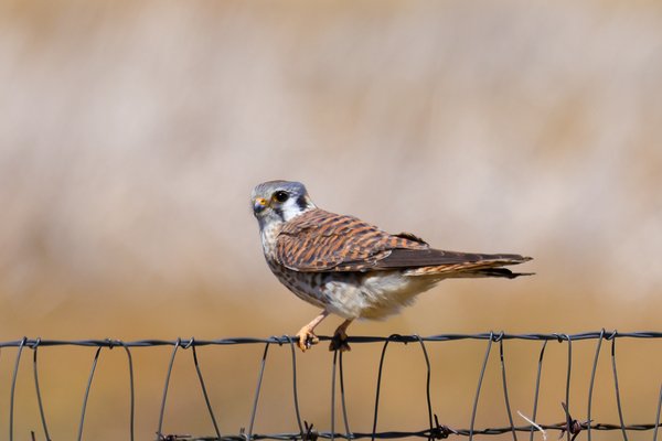 American Kestrel