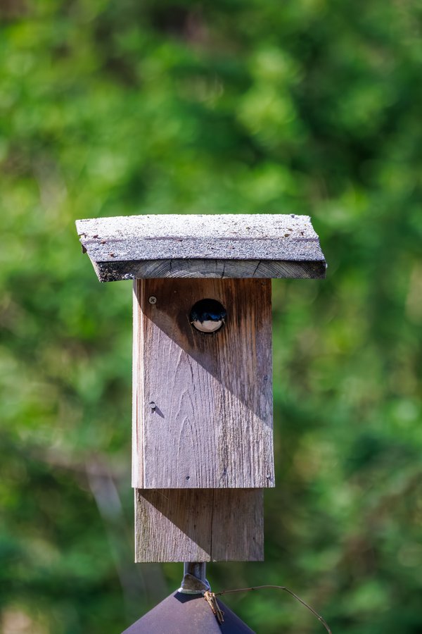 Tree Swallow