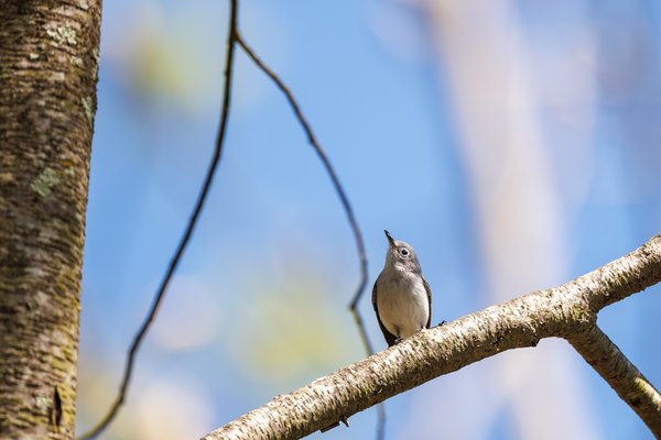 Blue-gray Gnatcatcher