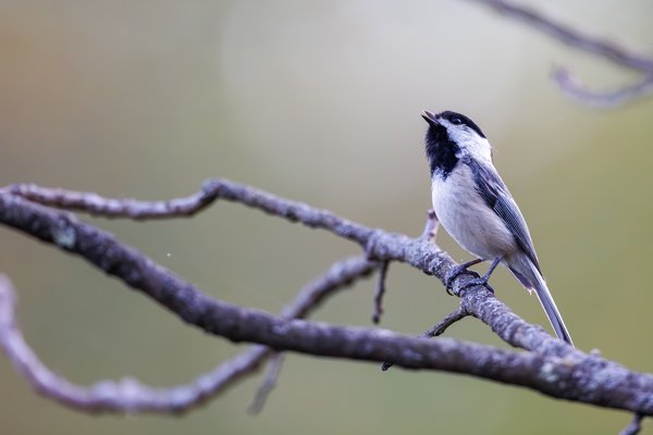 Black-capped Chickadee